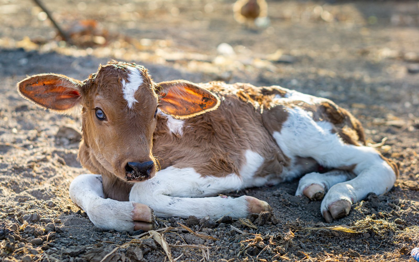 Sacred Cow Sanctuary