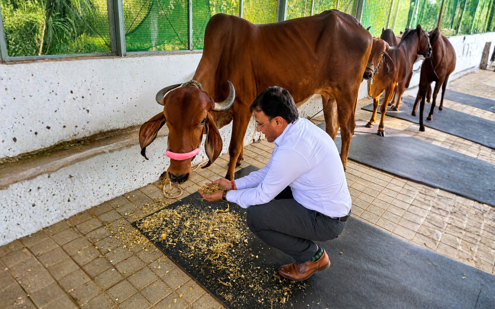 Daily Care and Feeding
